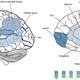 Neuroscience. Wikimedia Commons